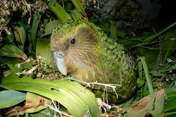 Kakapó